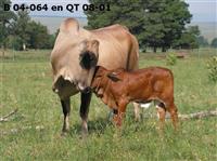 B 04-064 en QT 08-01