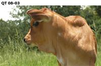 QT 08-03