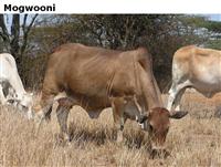 Mogwooni