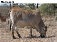 Mogwooni