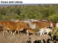 Cowsandcalves