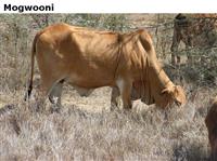 Mogwooni