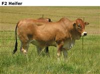 F2Heifer