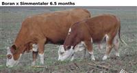 BoranxSimmentaler6.5months