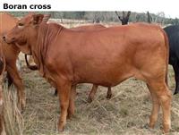 Borancross