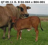 QT 09-11. B 04-064 x B 04-001