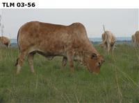 TLM 03-56