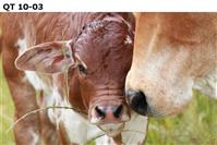 QT 10-03