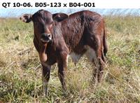 QT 10-06. B 05-123 x B 04-001