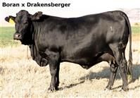 BoranxDrakensberger