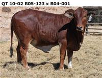 QT 10-02. B 05-123 x B 04-001