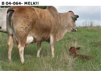 B 04-064, MELK !!