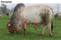 Forrester
