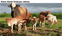 HaveHookEmbryocalves