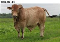 HHB09-34