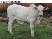 HaveHookHeifer