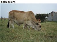 1202S.974