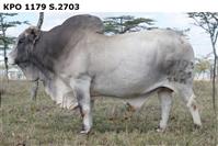 KPO1179S.2703