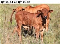 QT 11-44 en QT 11-38