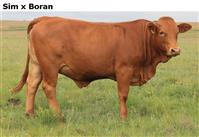 SimxBoran