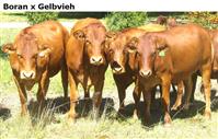 BoranxGelbvieh