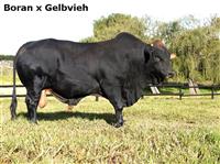 BoranxGelbvieh