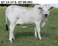 QT 12-17 S.QT 08-001