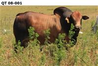 QT 08-001