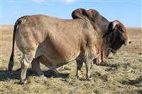 NJS 09-020 THE BEAST