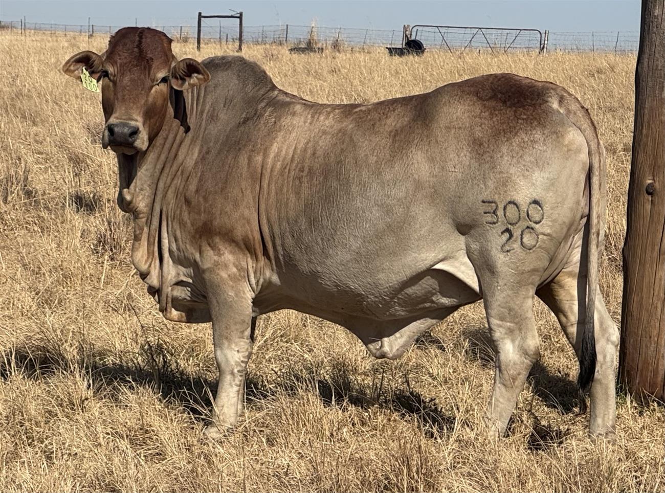 Z JVG 20-300 (Kommersieel)