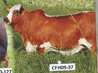 CFH 09-037