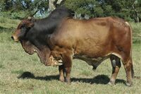 HVT 98-22