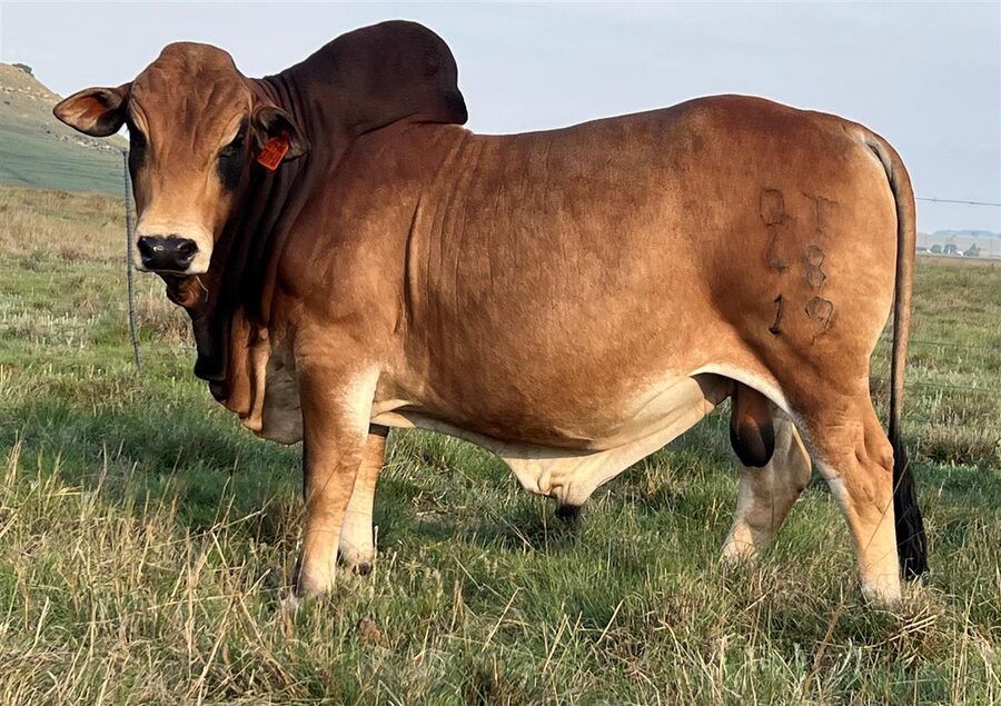QT 19-48 JOCK