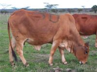 Woragus Z7F 2773
