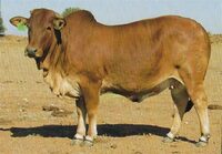GB 12-010