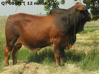 QT 08-01 (12mnde)