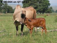 B 04-064 en QT 08-01