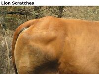 LionScratches