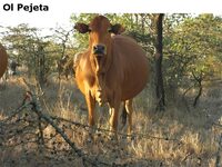 OlPejeta