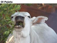 OlPejeta