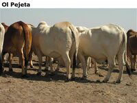 OlPejeta