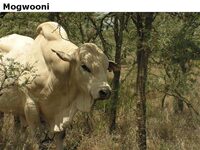 Mogwooni