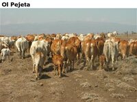 OlPejeta