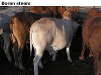 Boransteers