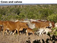 Cowsandcalves
