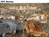 OPCBomas