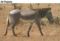 OlPejeta