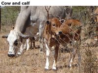 Cowandcalf