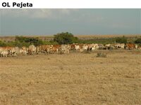OLPejeta