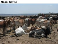 MasaiCattle